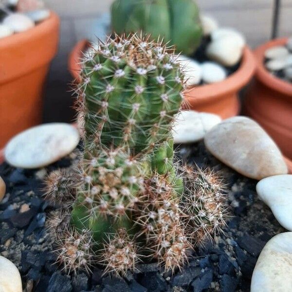 Echinocereus coccineus Ďalší