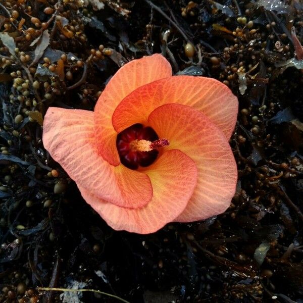 Hibiscus tiliaceus 花