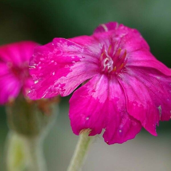 Silene coronaria 花