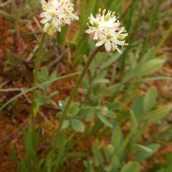 Triantha glutinosa Fleur