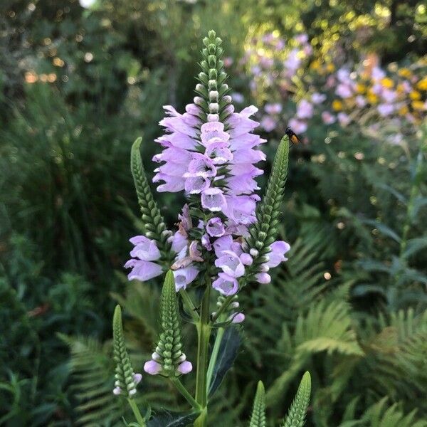 Physostegia virginiana Flor