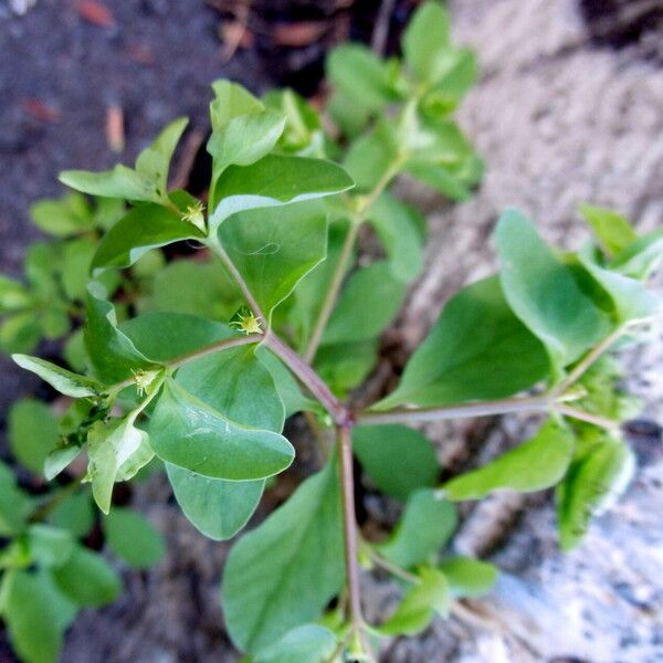 Euphorbia peplus Листок