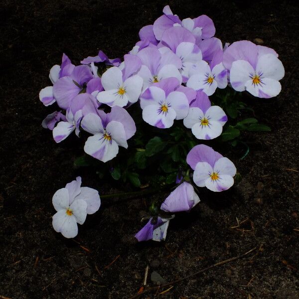 Viola cornuta Yeri
