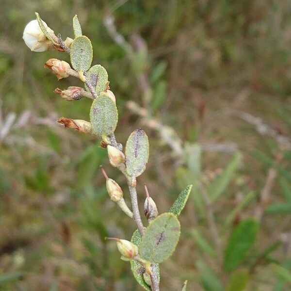 Chamaedaphne calyculata Habitus