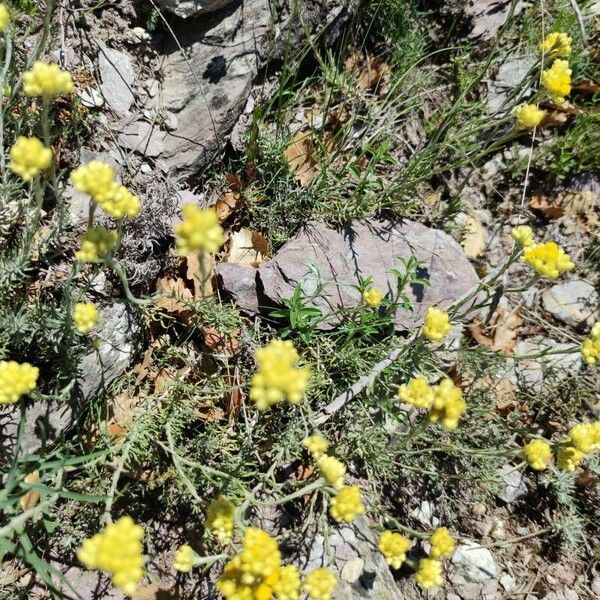 Helichrysum saxatile Cvet