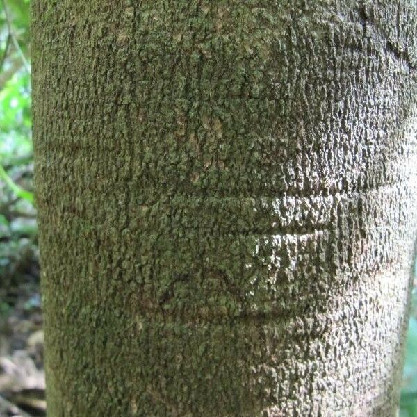 Couepia bracteosa Schors