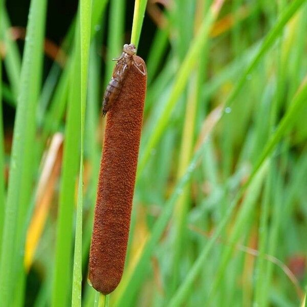 Typha angustifolia 叶