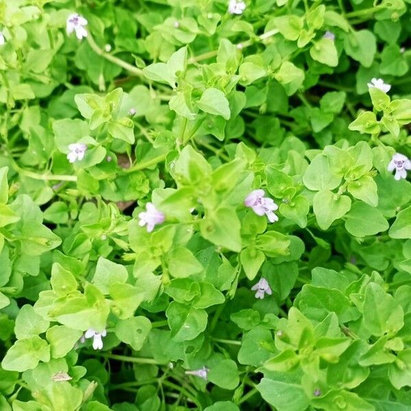 Clinopodium brownei Leaf