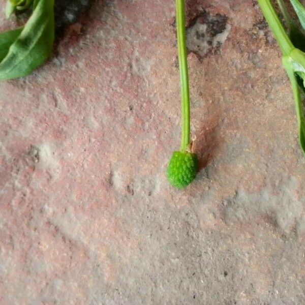 Ranunculus sceleratus Fruit