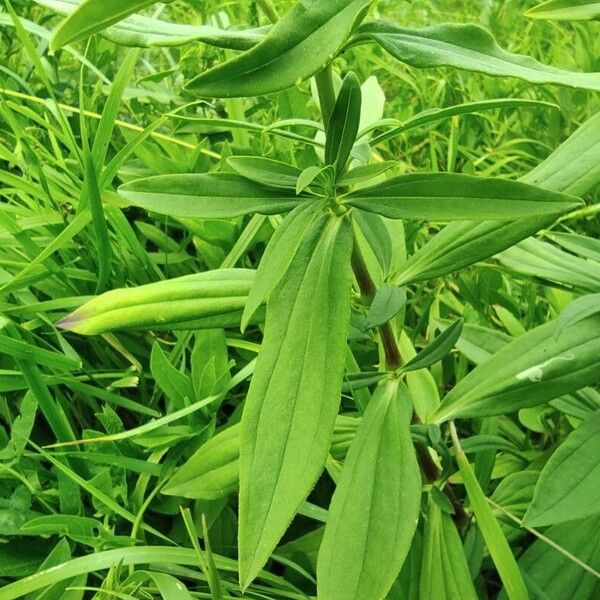 Saponaria officinalis Frunză