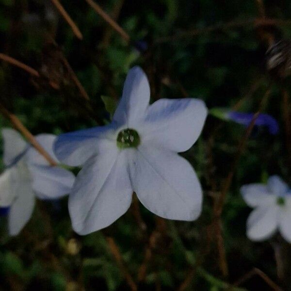 Nicotiana alata Blomst