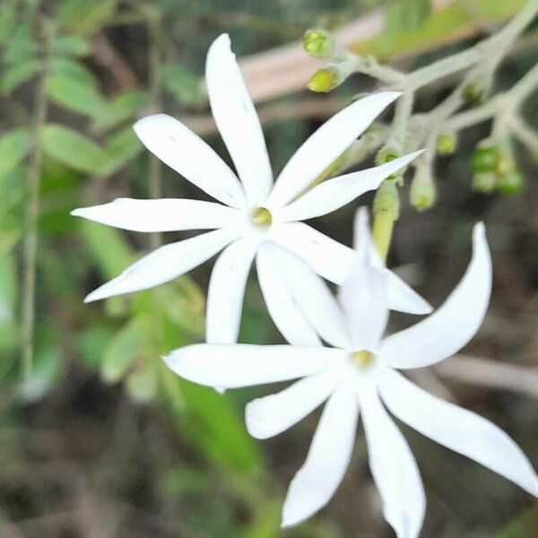 Jasminum fluminense Kwiat