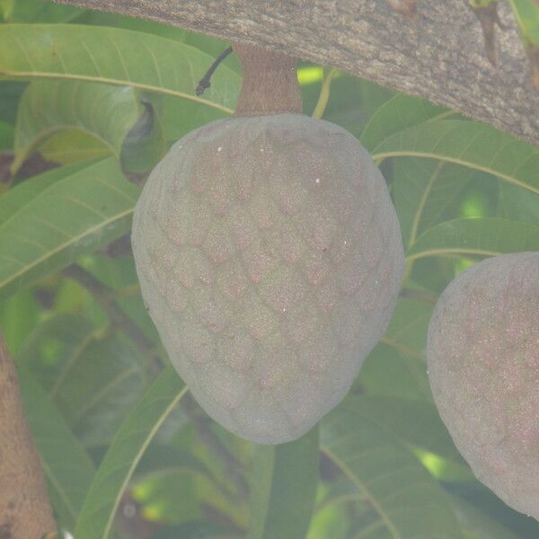 Annona reticulata फल