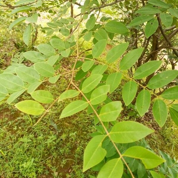 Cassia sieberiana Лист