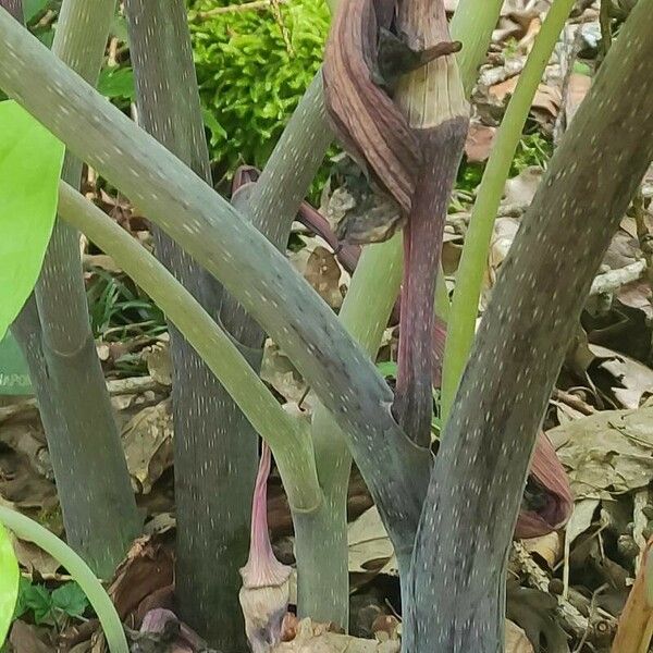 Arisaema triphyllum Kůra