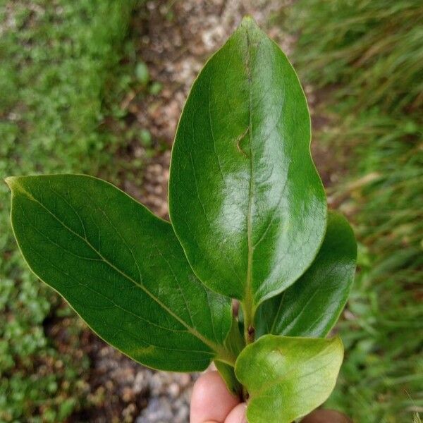 Diospyros kaki Lehti