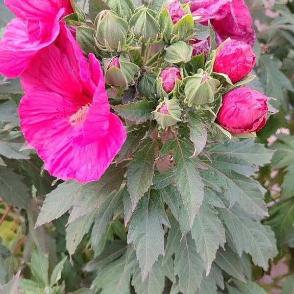 Hibiscus sabdariffa പുഷ്പം