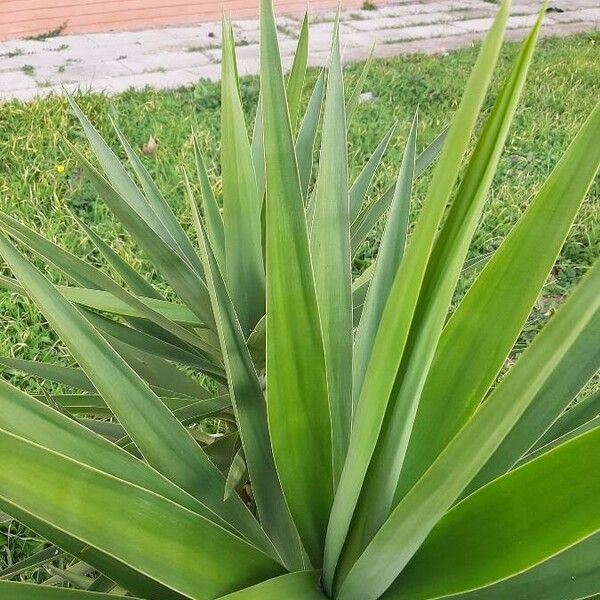 Agave sisalana 叶