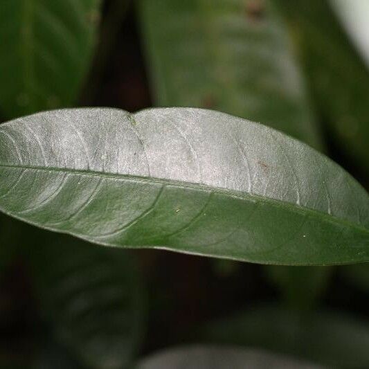 Tabernaemontana disticha Leaf