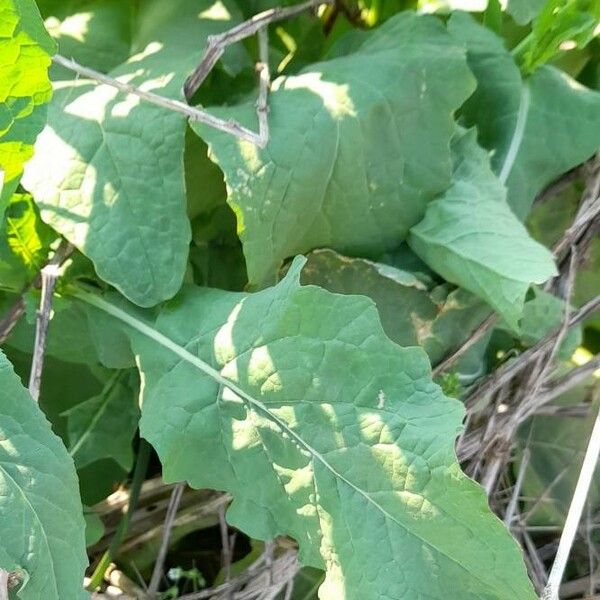 Brassica rapa Лист