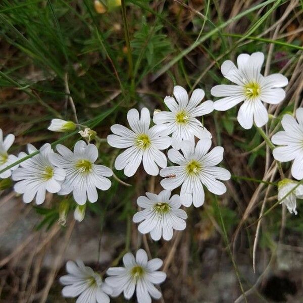 Cerastium alpinum Kvet