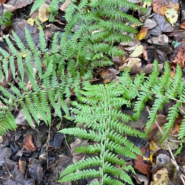 Dryopteris filix-mas Лист