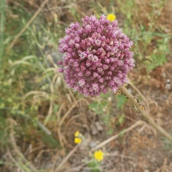 Allium polyanthum Flor