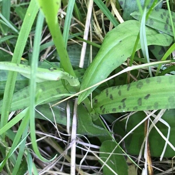 Dactylorhiza fuchsii Leaf