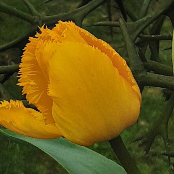 Tulipa gesneriana Flower