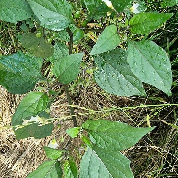 Solanum nigrum Leht