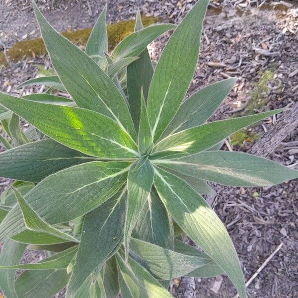 Echium wildpretii 葉