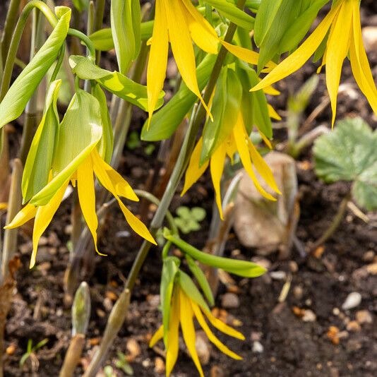 Uvularia grandiflora Flower