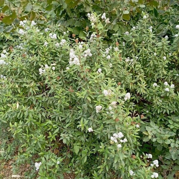 Ceanothus americanus Habit