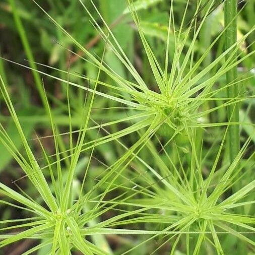 Aegilops geniculata Цветок