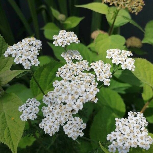 Spiraea media 花