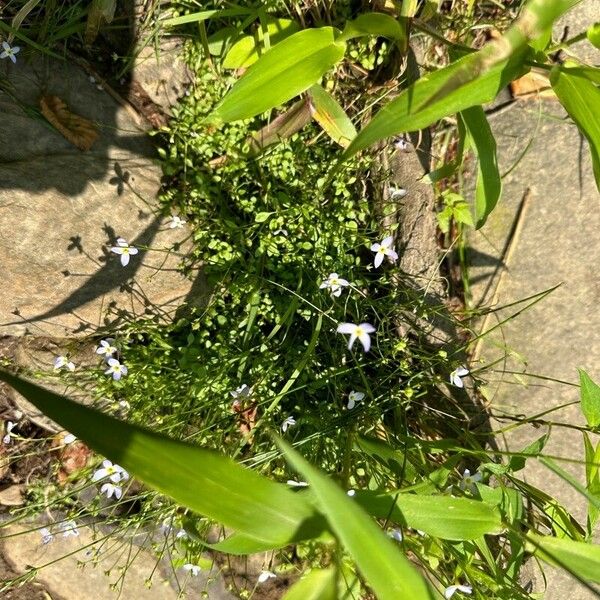 Houstonia serpyllifolia Blomst
