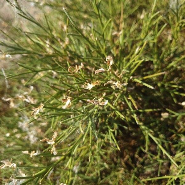 Genista acanthoclada Liść