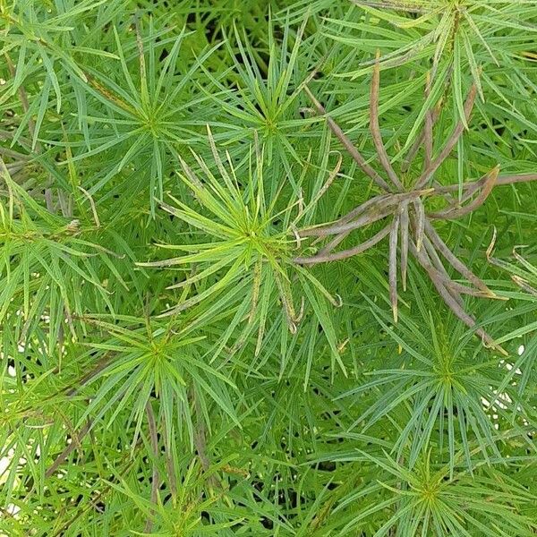 Amsonia hubrichtii Leaf