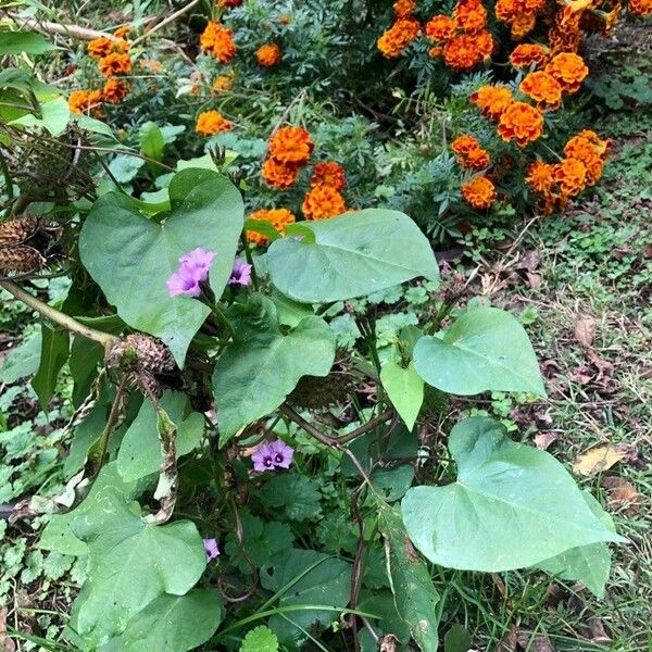 Ipomoea triloba পাতা