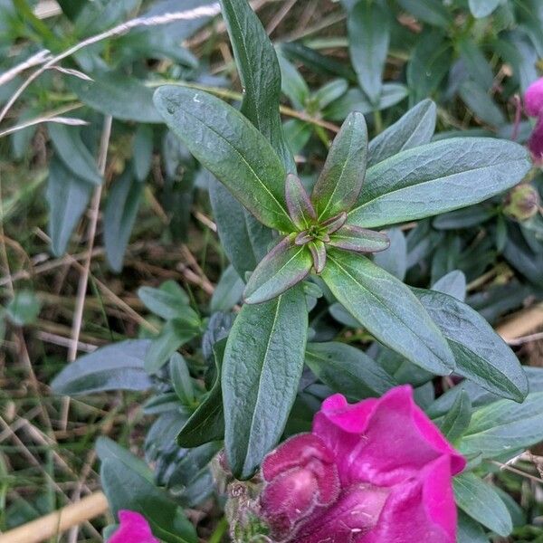 Antirrhinum majus Yaprak