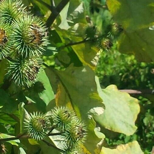 Arctium lappa Leaf