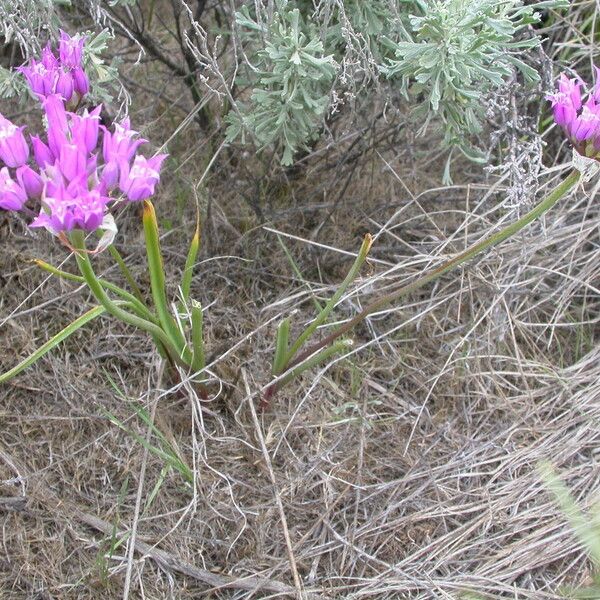 Allium acuminatum Kukka