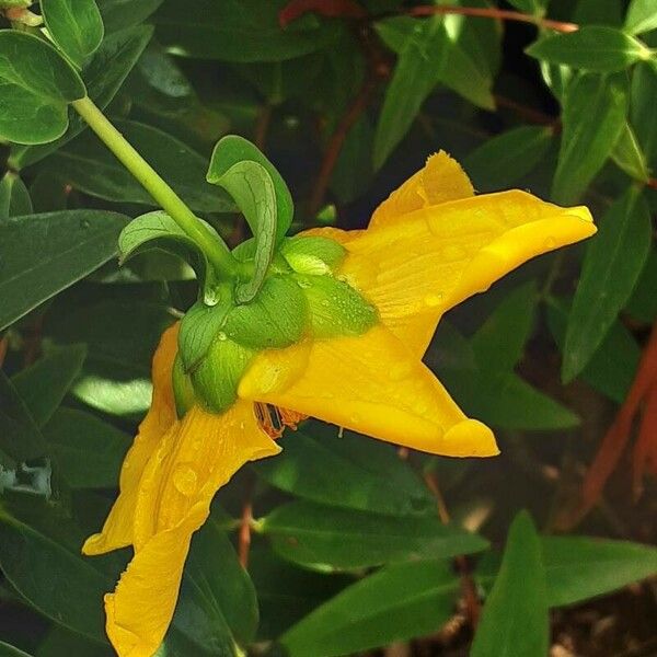 Hypericum patulum Flower