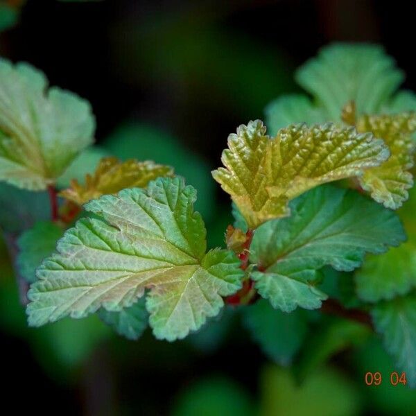 Physocarpus opulifolius List