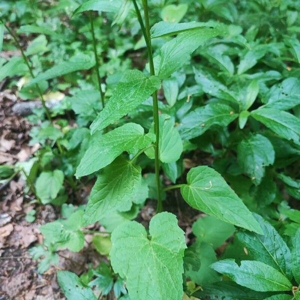 Phyteuma spicatum পাতা