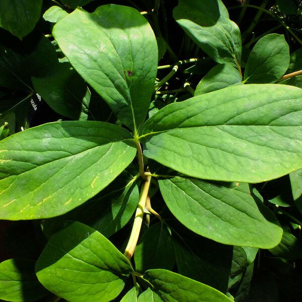 Paeonia obovata List