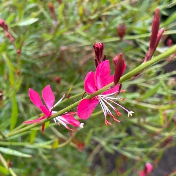 Oenothera lindheimeri 花