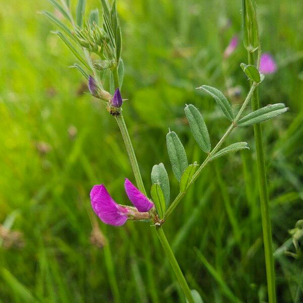 Vicia sativa Habitus