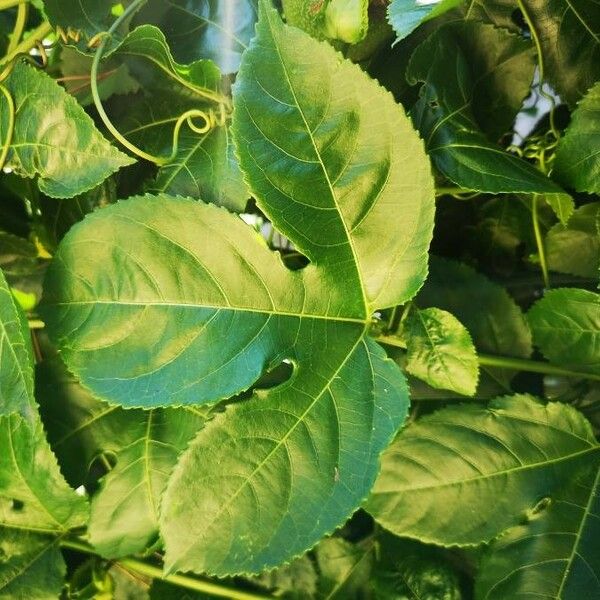 Passiflora edulis Blad