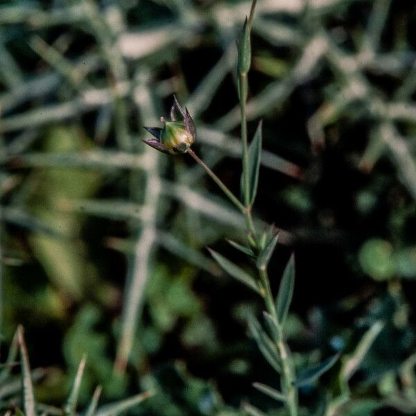 Linum bienne Flower